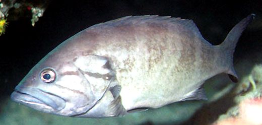 Epinephelus  caninus_04